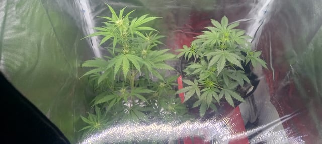 frst grow tent grow — auto, day 47