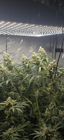 strawberry guava bx — flower, day 25