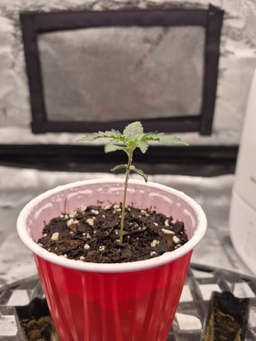 Humboldt Orange Creampop — germination, day 12