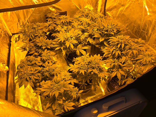 2nd Autoflower Indoor Grow — flower, day 38