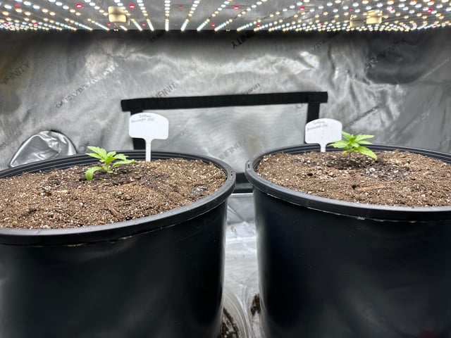 White Russian — vegetative, day 11