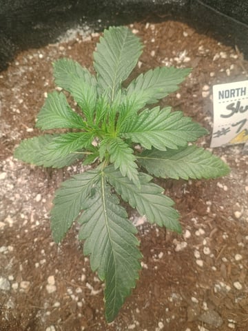 lil Slurry, first grow — vegetative, day 14