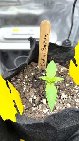 First Grow.. How am I doing? — seedling_rooting, day 13