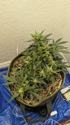 Sativa Summer Autos — flower, day 50