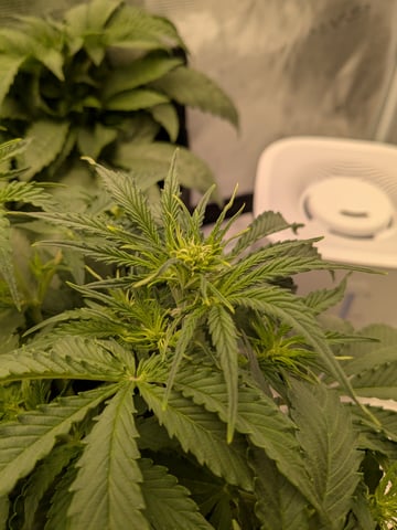 first grow — flower, day 23