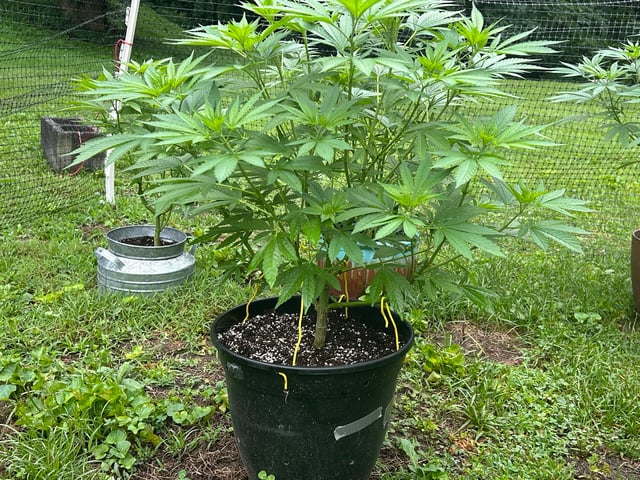 2026 Outdoor — vegetative, day 70