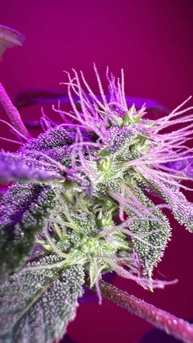 OG Kush — flower, day 98