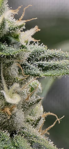 strawberry guava bx — flower, day 18