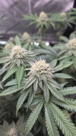 ethos genetics  — flower, day 98