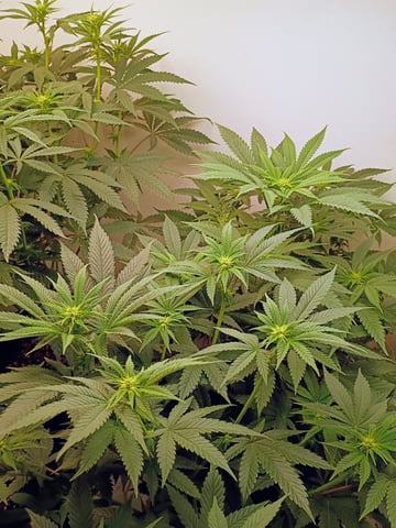 Lokie OG x Permanent Marker — flower, day 66