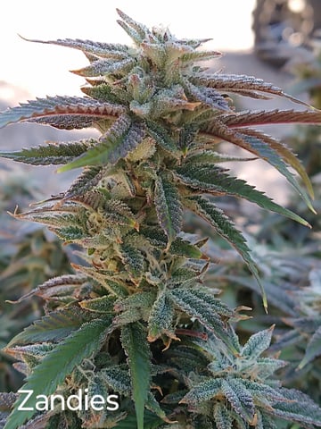 Second Grow — flower, day 33