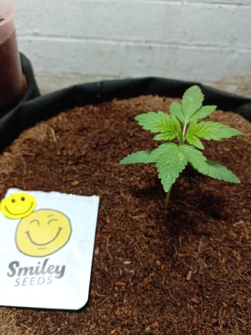 Strawberry Banana Auto  — vegetative, day 41