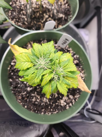 Mephisto Schoolyard Crush Grow-Pop tart OG and Apple Crush — flower, day 50