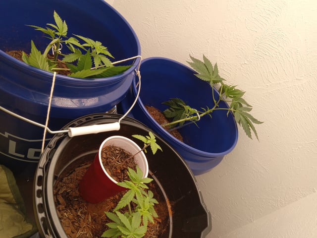 closet grow for veg with a.c infinity air intake fan .With no carbon filter just suction,and spider farmer sf 7000.Then a spider farmer sf tent 4×4×6.5with a G1500 l.e.d from spiderfarmer and spider farmer 6inch clip oscalating fan. — vegetative, day 1