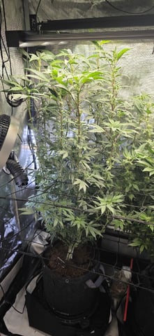 Ace Killer OG — flower, day 62