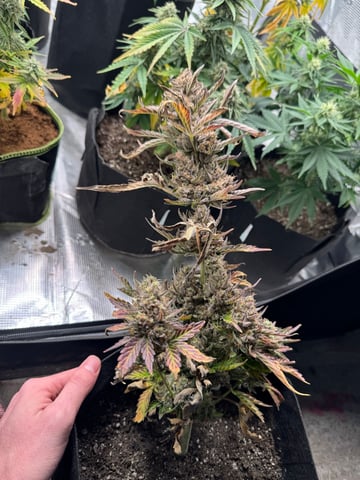 SSH and BD — harvest, day 90