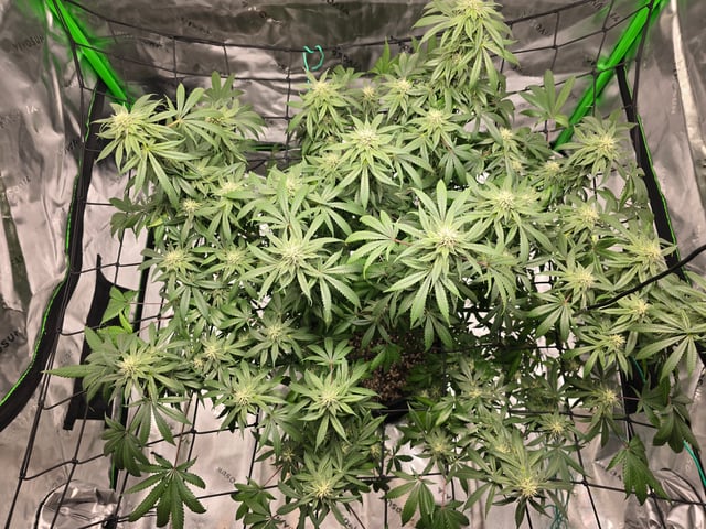 First grow — flower, day 88
