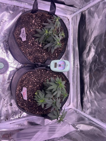 2nd grow — seedling_rooting, day 46