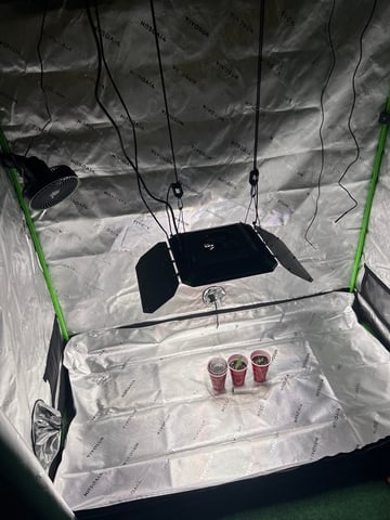 First Ever Grow GT — seedling_rooting, day 8