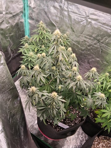 Lemon Cherry Cookies, Purple Haze and Strawberry Gorilla Grows — flower, day 80