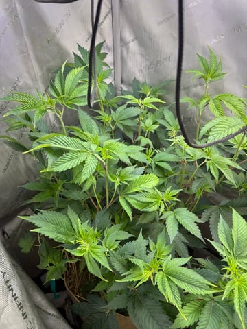 grow 4 — vegetative, day 37