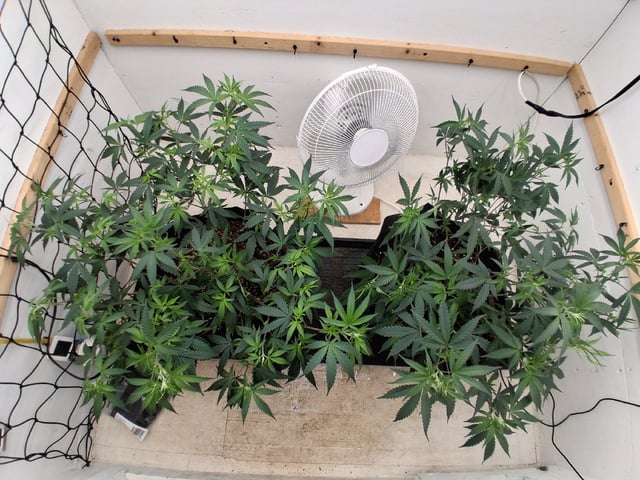 Round 2 — vegetative, day 1