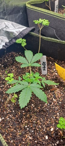 First Grow with the new setup  — vegetative, day 19
