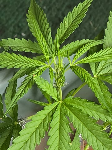 Green Gelato Auto — vegetative, day 29