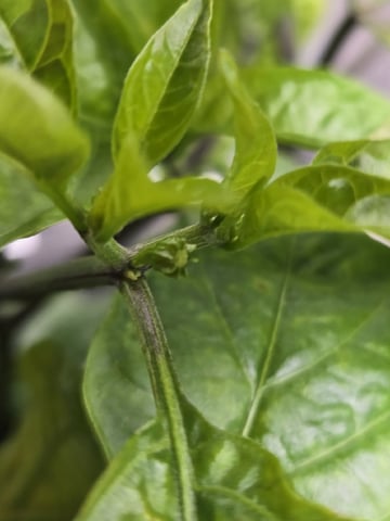 JALAPEÑO 🌶 — flower, day 68