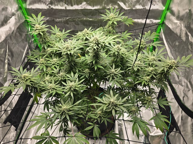 First grow — flower, day 96