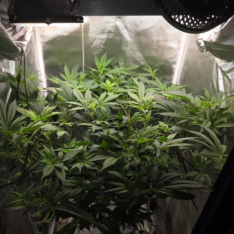 Fast Flowering Photo — flower, day 132