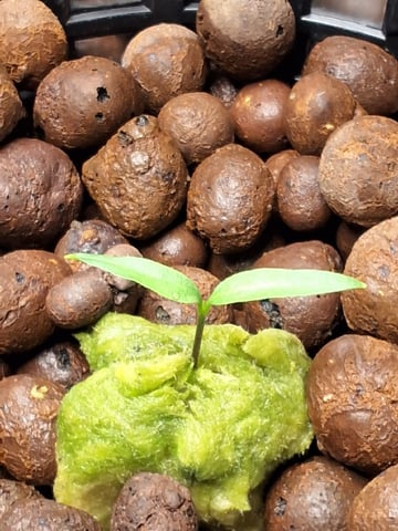 JALAPEÑO 🌶 — germination, day 19