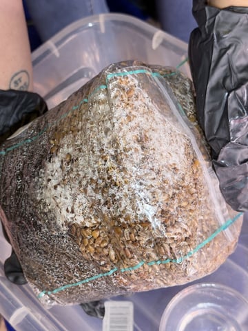 4’x8’ Grow1 — vegetative, day 35