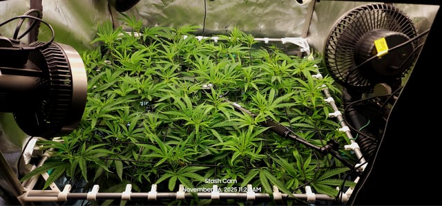 Tester Strain #1  — vegetative, day 86