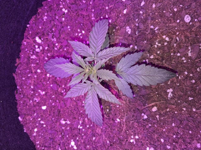 Cali Kush — vegetative, day 19