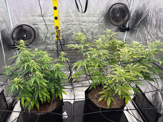 Grow Shed Grow #1 — flower, day 43