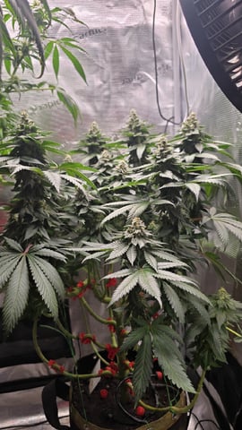 Purple Nasty By Ethos Seeds — flower, day 99