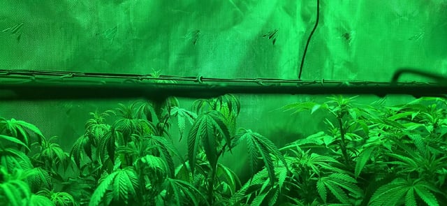 Ace Killer OG — flower, day 40