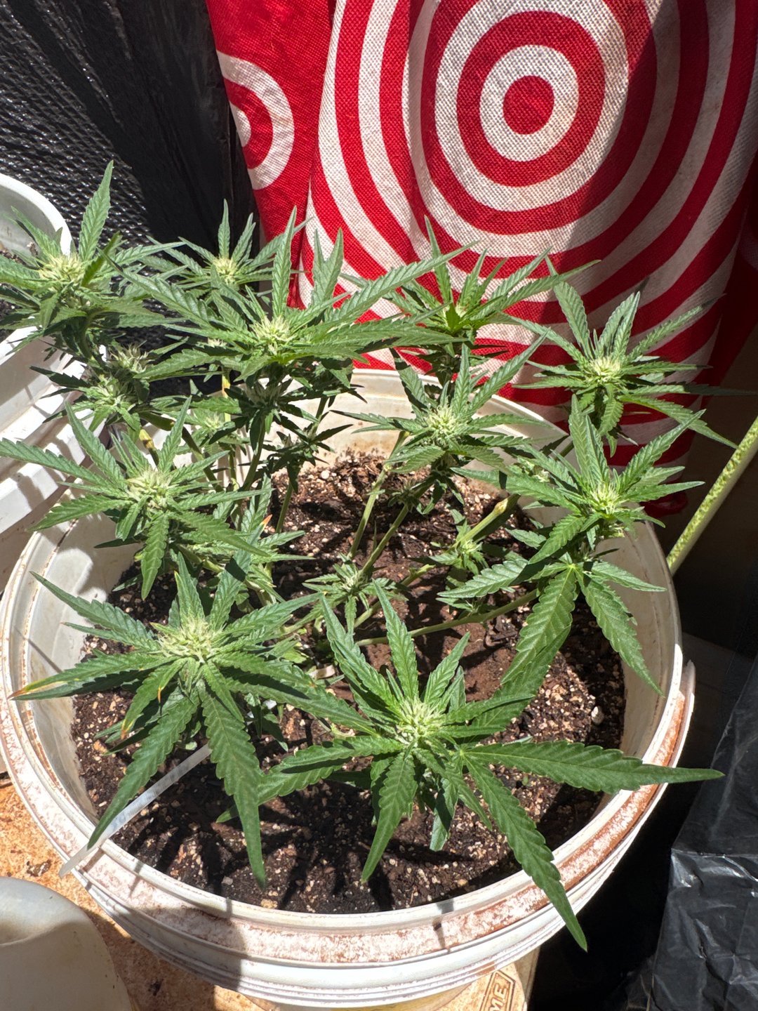 NYC SOUR DIESEL AUTO