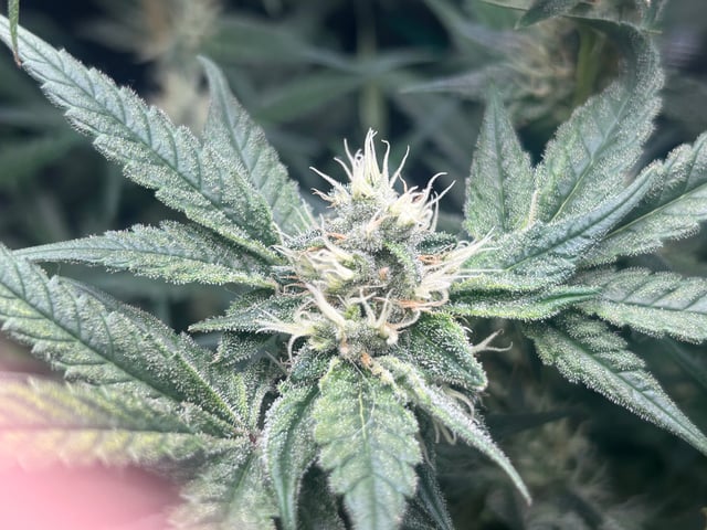 2nd Run — flower, day 122