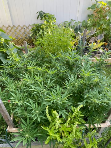 queen of soul X cap junky  — flower, day 143