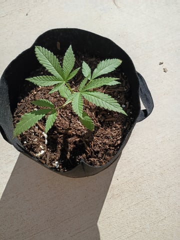 Purple Plum Perfect 💜 & 2 Grape Runtz 🍇 Mainlining garden.  — vegetative, day 41