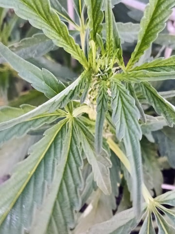 first 4 — flower, day 27