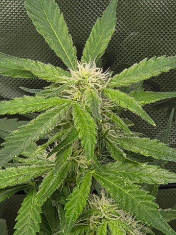 Special Queen 1 Fem+ Watermelon Auto — flower, day 63