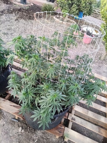 first 4 — flower, day 21