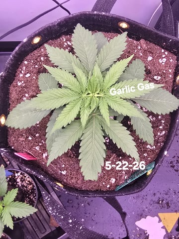 Garlic Gas - Fem Photo — vegetative, day 23