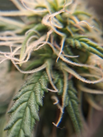 Seedman mix auto & seedman mix auto & GodFather OG — flower, day 75