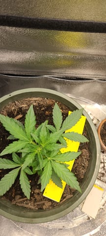 wedding cake auto flower — vegetative, day 24