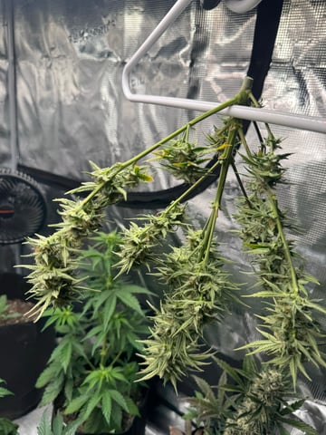 SSH and BD — harvest, day 69
