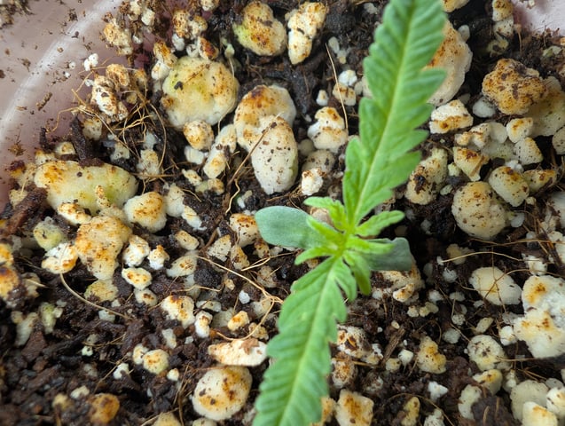outdoor — seedling_rooting, day 16